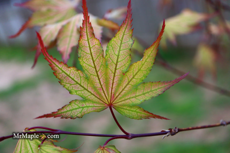 - Acer palmatum 'Firefly' Japanese Maple - Mr Maple │ Buy Japanese Maple Trees