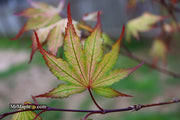 - Acer palmatum 'Firefly' Japanese Maple - Mr Maple │ Buy Japanese Maple Trees