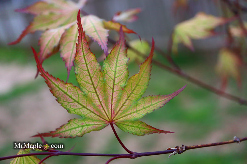 - Acer palmatum 'Firefly' Japanese Maple - Mr Maple │ Buy Japanese Maple Trees