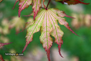 - Acer palmatum 'Firefly' Japanese Maple - Mr Maple │ Buy Japanese Maple Trees