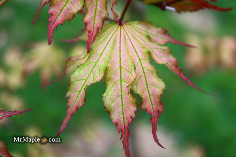 - Acer palmatum 'Firefly' Japanese Maple - Mr Maple │ Buy Japanese Maple Trees