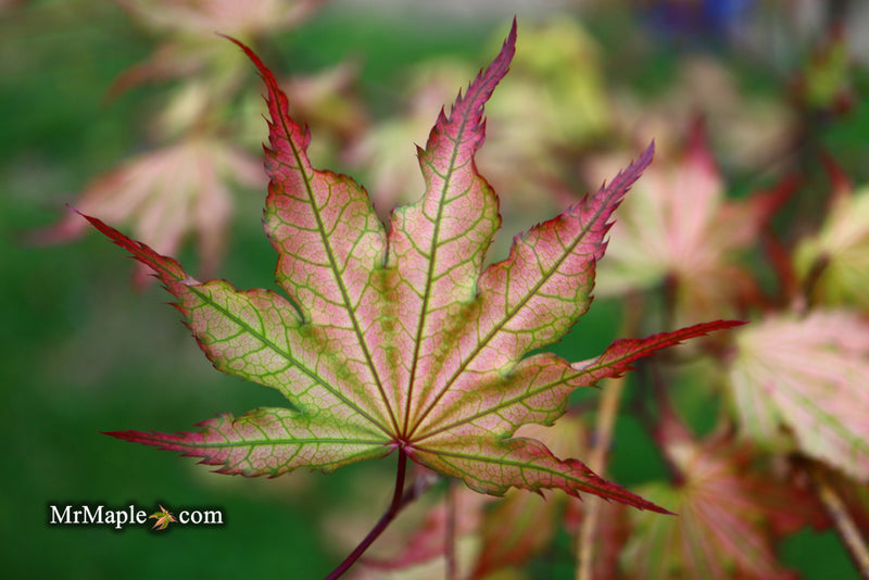 - Acer palmatum 'Firefly' Japanese Maple - Mr Maple │ Buy Japanese Maple Trees