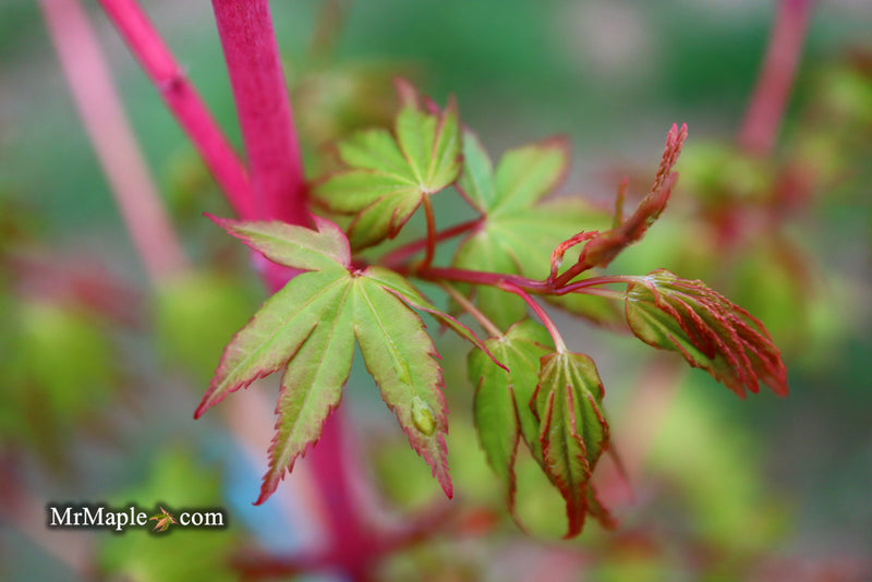 - Acer palmatum 'Wildfire' Coral bark Winter Interest Japanese Maple - Mr Maple │ Buy Japanese Maple Trees