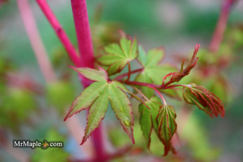 - Acer palmatum 'Wildfire' Coral bark Winter Interest Japanese Maple - Mr Maple │ Buy Japanese Maple Trees