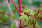 - Acer palmatum 'Wildfire' Coral bark Winter Interest Japanese Maple - Mr Maple │ Buy Japanese Maple Trees