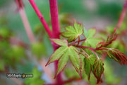 - Acer palmatum 'Wildfire' Coral bark Winter Interest Japanese Maple - Mr Maple │ Buy Japanese Maple Trees