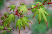 - Acer palmatum 'Wildfire' Coral bark Winter Interest Japanese Maple - Mr Maple │ Buy Japanese Maple Trees