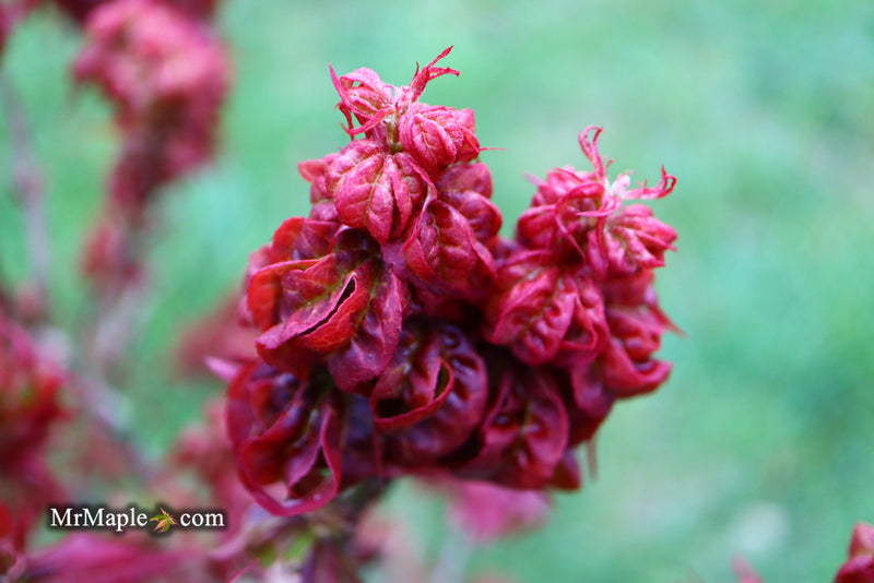 - Acer palmatum 'Kurenai jishi' Red Lion Japanese Maple - Mr Maple │ Buy Japanese Maple Trees