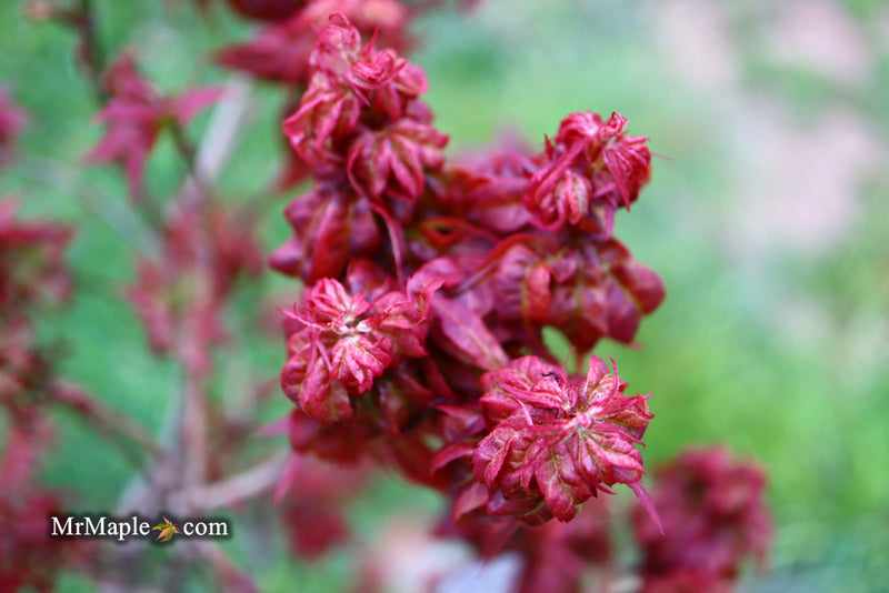 - Acer palmatum 'Kurenai jishi' Red Lion Japanese Maple - Mr Maple │ Buy Japanese Maple Trees