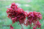 - Acer palmatum 'Kurenai jishi' Red Lion Japanese Maple - Mr Maple │ Buy Japanese Maple Trees