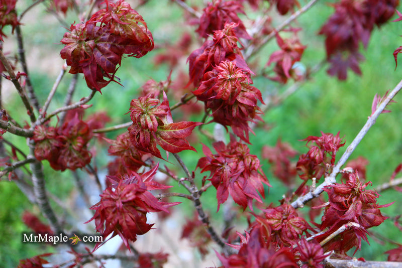 - Acer palmatum 'Kurenai jishi' Red Lion Japanese Maple - Mr Maple │ Buy Japanese Maple Trees