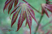 - Acer shirasawanum 'Bronze Age' Bronze Full Moon Japanese Maple - Mr Maple │ Buy Japanese Maple Trees