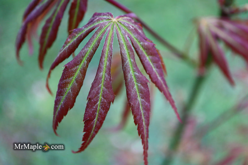 - Acer shirasawanum 'Bronze Age' Bronze Full Moon Japanese Maple - Mr Maple │ Buy Japanese Maple Trees
