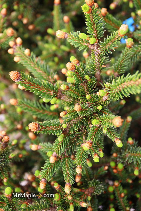 Picea abies 'Kluis' Rare Dwarf Norway Spruce