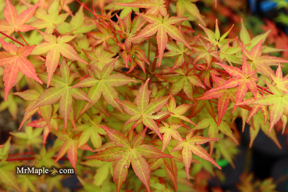 FOR PICKUP ONLY | Acer palmatum 'Beni maiko' Japanese Maple | DOES NOT SHIP