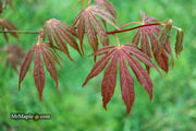 - Acer shirasawanum 'Royalty' Red Full Moon Japanese Maple - Mr Maple │ Buy Japanese Maple Trees
