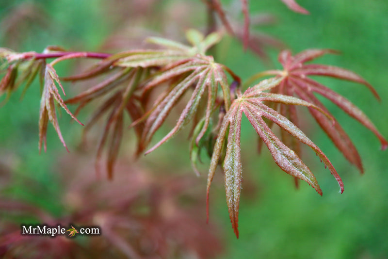 - Acer shirasawanum 'Royalty' Red Full Moon Japanese Maple - Mr Maple │ Buy Japanese Maple Trees