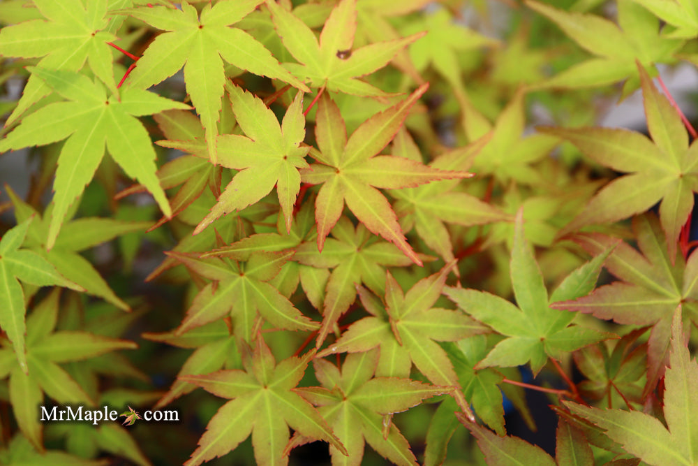 FOR PICKUP ONLY | Acer palmatum 'Beni maiko' Japanese Maple | DOES NOT SHIP