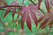 - Acer shirasawanum 'Royalty' Red Full Moon Japanese Maple - Mr Maple │ Buy Japanese Maple Trees