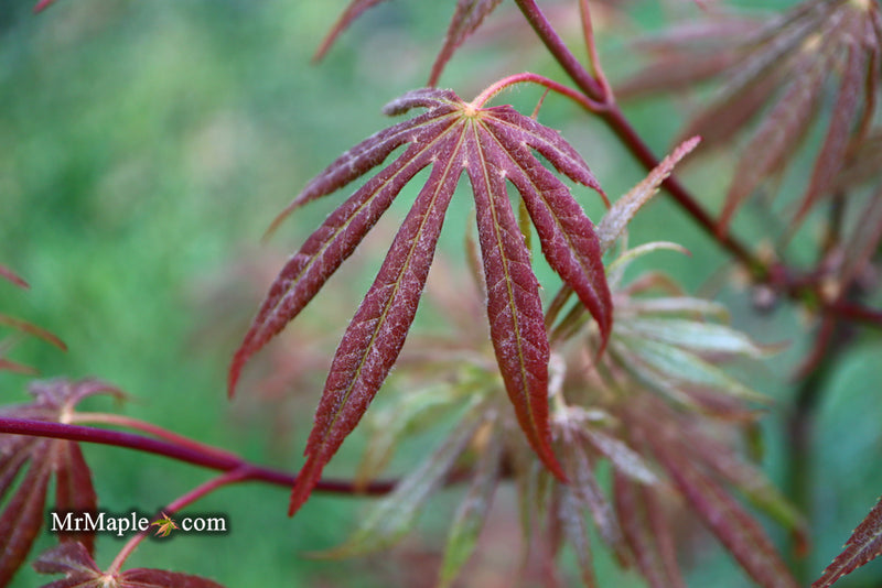 - Acer shirasawanum 'Royalty' Red Full Moon Japanese Maple - Mr Maple │ Buy Japanese Maple Trees