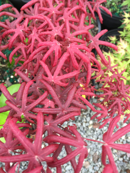 FOR PICK UP ONLY | Acer palmatum 'Peve Starfish' Japanese Maple | DOES NOT SHIP