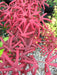 - FOR PICK UP ONLY | Acer palmatum 'Peve Starfish' Japanese Maple | DOES NOT SHIP - Mr Maple │ Buy Japanese Maple Trees