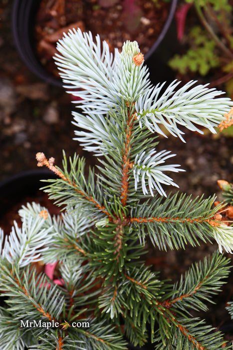 Picea pungens ‘Hoopsii' Colorado Spruce