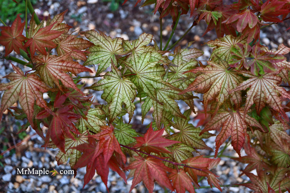 Acer palmatum 'Peaches and Cream' Japanese Maple