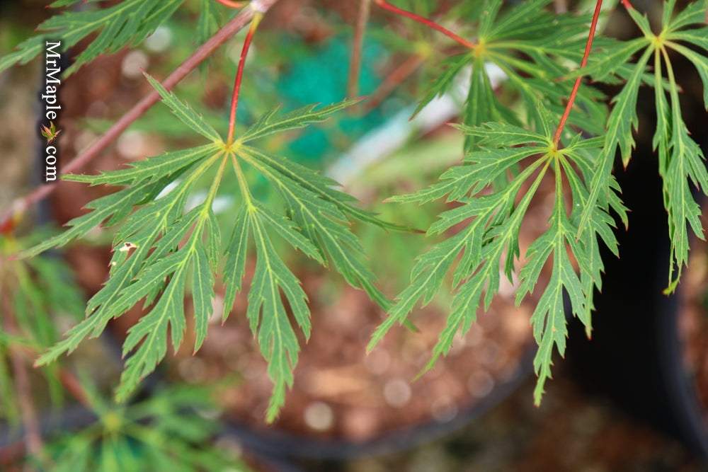 Acer palmatum 'Millstone Chimney Red' Japanese Maple