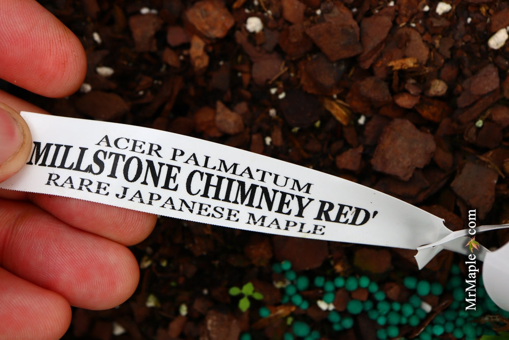 Acer palmatum 'Millstone Chimney Red' Japanese Maple