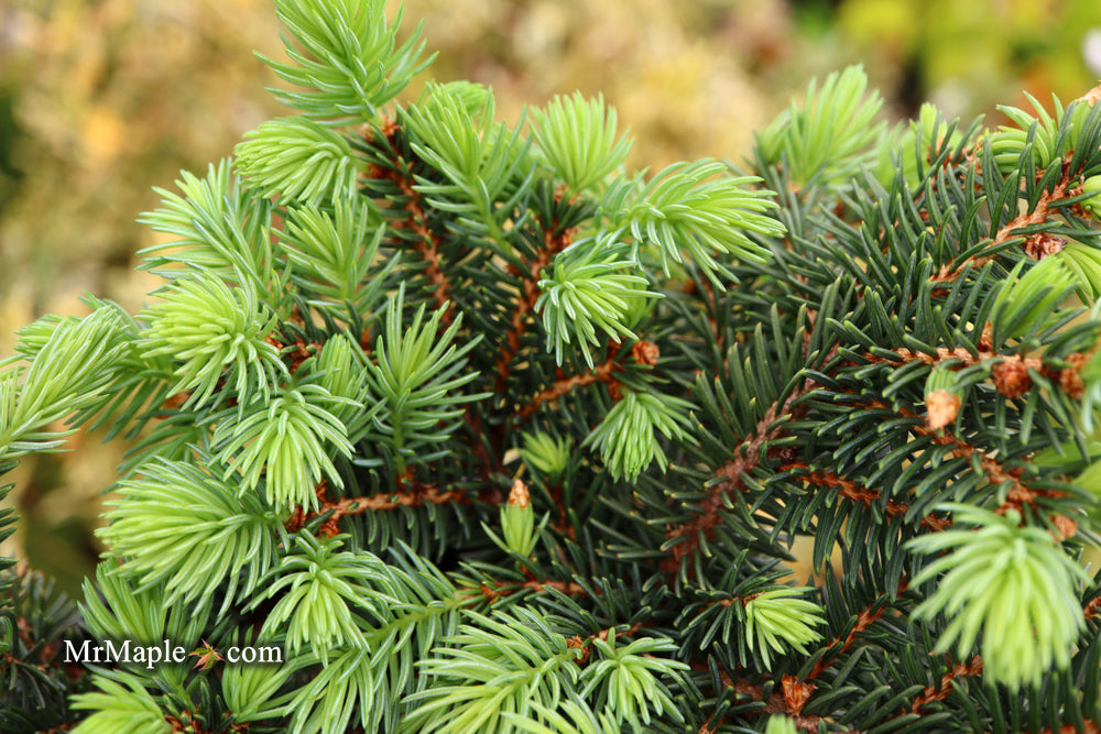 Picea pungens ‘Waldbrunn' Miniature Colorado Blue Spruce