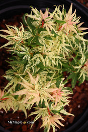 - Acer palmatum 'Snow Kitten' Japanese Maple - Mr Maple │ Buy Japanese Maple Trees