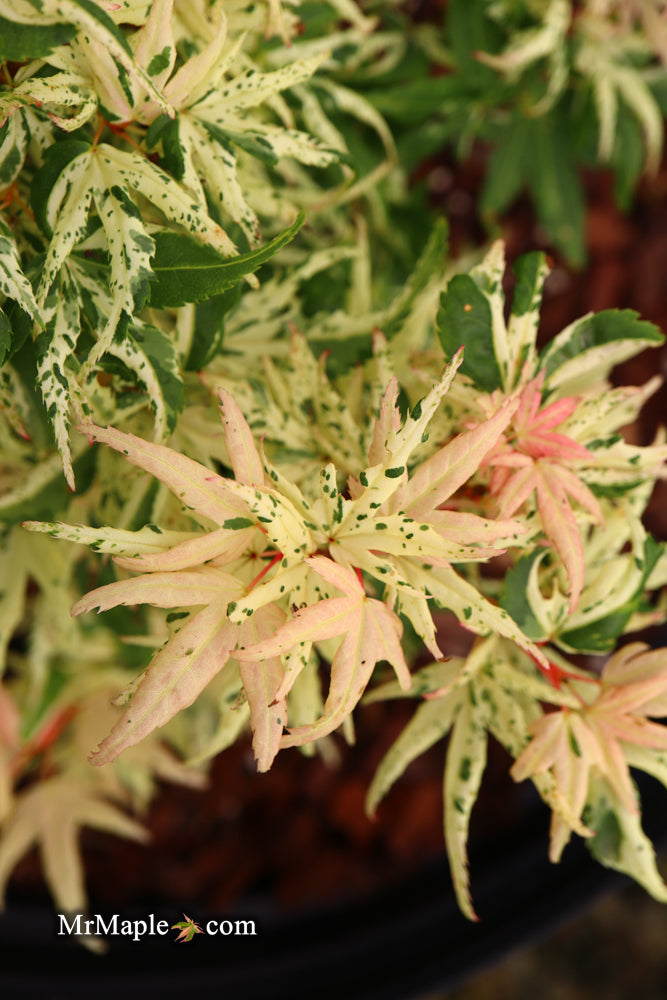 - Acer palmatum 'Snow Kitten' Japanese Maple - Mr Maple │ Buy Japanese Maple Trees