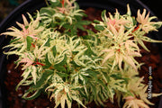 - Acer palmatum 'Snow Kitten' Japanese Maple - Mr Maple │ Buy Japanese Maple Trees
