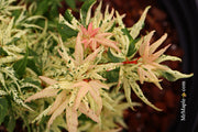 - Acer palmatum 'Snow Kitten' Japanese Maple - Mr Maple │ Buy Japanese Maple Trees
