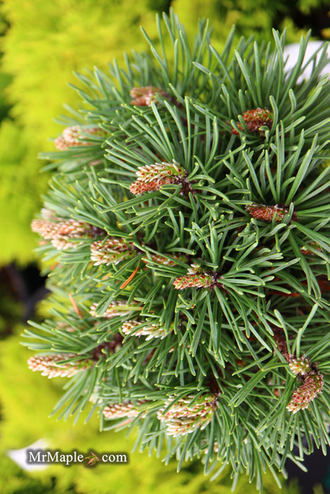 Pinus uncinata 'Caesar' Swiss Mountain Pine