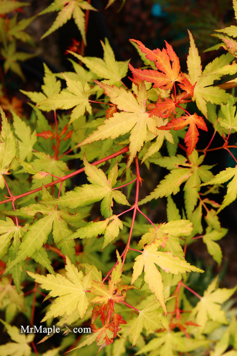Acer palmatum 'Marmalade' Japanese Maple