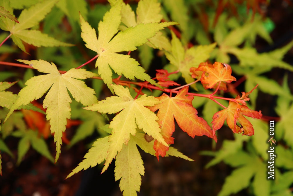 Acer palmatum 'Marmalade' Japanese Maple