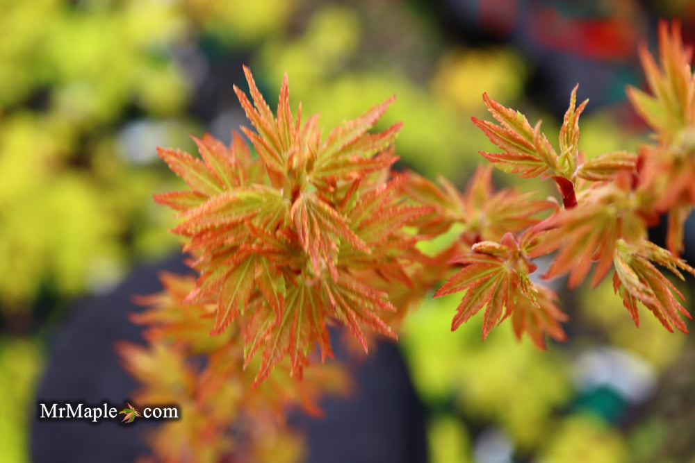 Acer palmatum 'Ryugu' Dwarf Japanese Maple