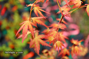 - Acer palmatum 'Ramona' Rare Japanese Maple - Mr Maple │ Buy Japanese Maple Trees