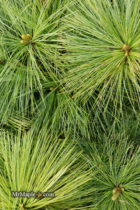 Pinus x schwerinii ‘Wiethorst' Schwerin’s Pine Tree