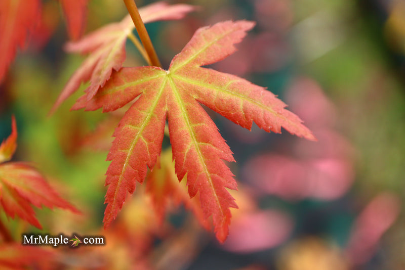 - Acer palmatum 'Ramona' Rare Japanese Maple - Mr Maple │ Buy Japanese Maple Trees