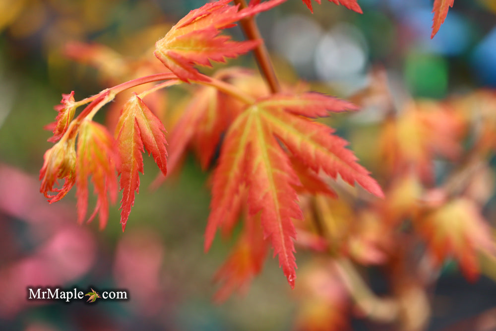 Acer palmatum 'Ramona' Rare Japanese Maple