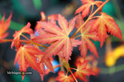 - Acer palmatum 'Ramona' Rare Japanese Maple - Mr Maple │ Buy Japanese Maple Trees