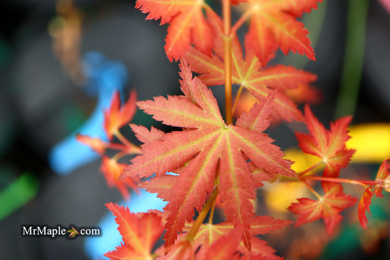 - Acer palmatum 'Ramona' Rare Japanese Maple - Mr Maple │ Buy Japanese Maple Trees