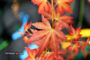 - Acer palmatum 'Ramona' Rare Japanese Maple - Mr Maple │ Buy Japanese Maple Trees