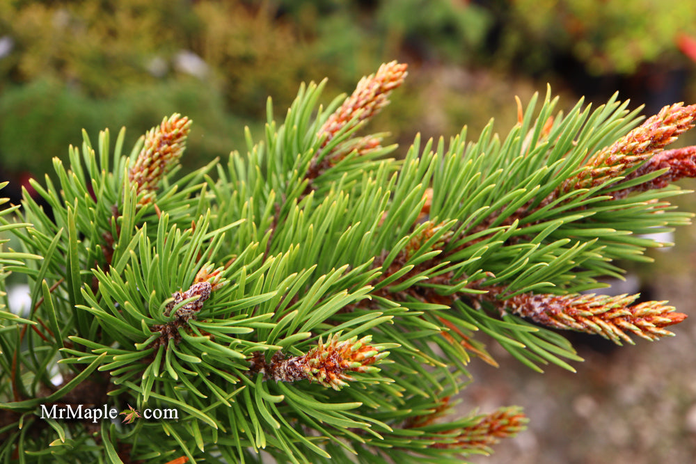 Pinus contorta 'Willow Creek' Dwarf Shore Pine Tree