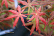 - FOR PICK UP ONLY | Acer palmatum 'Peve Starfish' Japanese Maple | DOES NOT SHIP - Mr Maple │ Buy Japanese Maple Trees