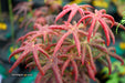 - FOR PICK UP ONLY | Acer palmatum 'Peve Starfish' Japanese Maple | DOES NOT SHIP - Mr Maple │ Buy Japanese Maple Trees