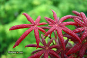 - FOR PICK UP ONLY | Acer palmatum 'Peve Starfish' Japanese Maple | DOES NOT SHIP - Mr Maple │ Buy Japanese Maple Trees